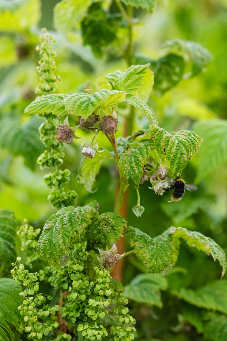 Bumblebees hum among the raspberry canes, while the dock weeds grow almost as tall. Organic farming means insects and weeds, despite intensive weeding throughout the season – much as farming was before pesticides arrived © Marie Nystad Helgesen / Arctic Norway