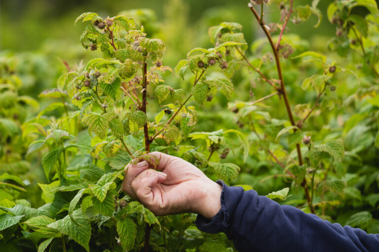 Hole-riddled leaves and tiny, unripe raspberries at Nordvoll Organic Farm © Marie Nystad Helgesen / Arctic Norway