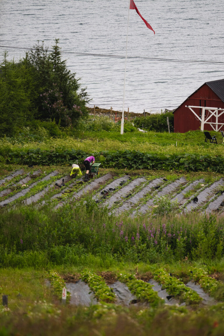The decidedly un-Norwegian siesta at Nordvoll Organic Farm is over, and the French students begin the afternoon shift © Marie Nystad Helgesen / Arctic Norway