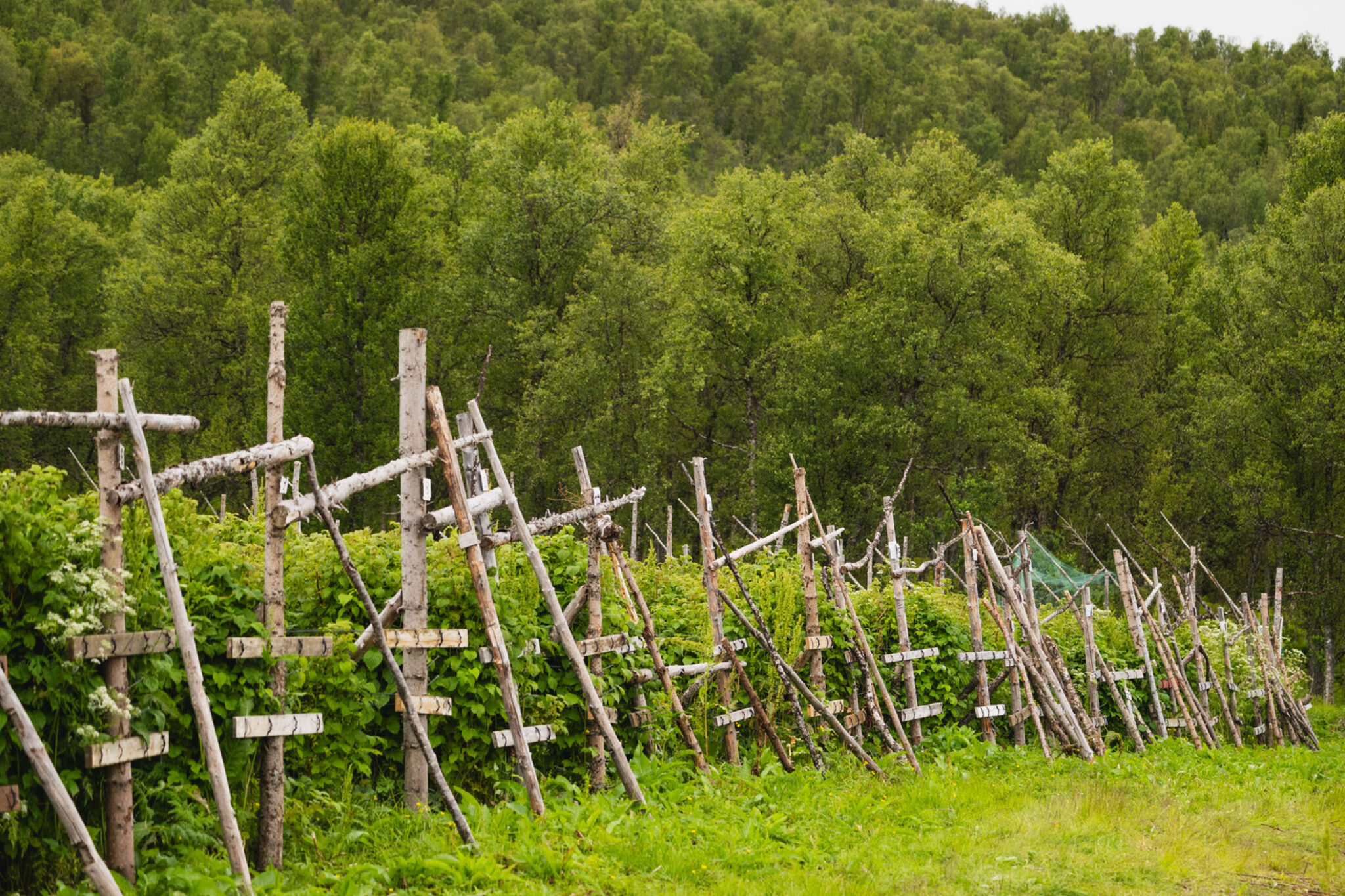 The raspberry field lies at the top of Nordvoll Organic Farm © Marie Nystad Helgesen / Arctic Norway