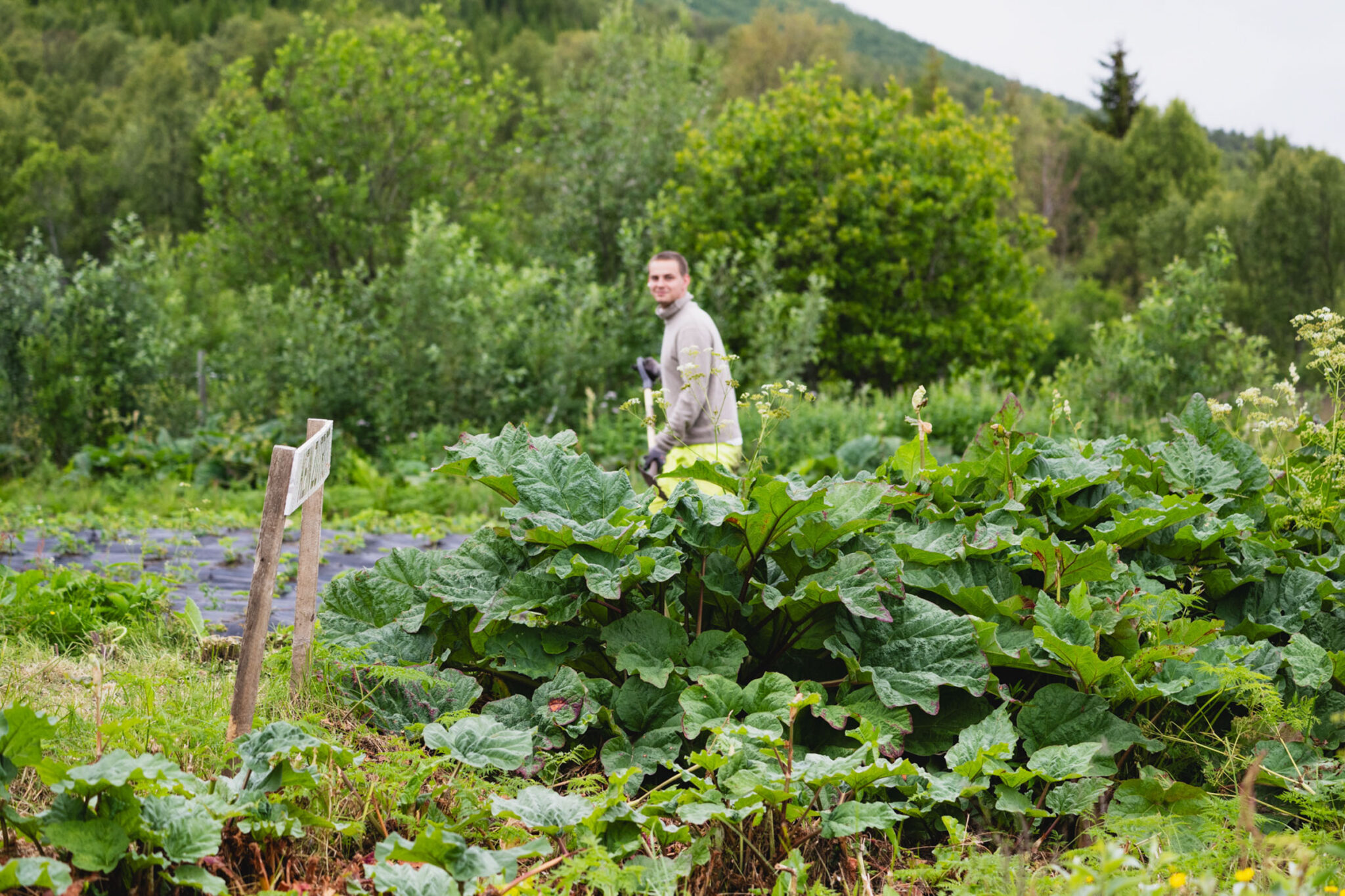 The newly planted strawberry field is sheltered by large rhubarb leaves © Marie Nystad Helgesen / Arctic Norway