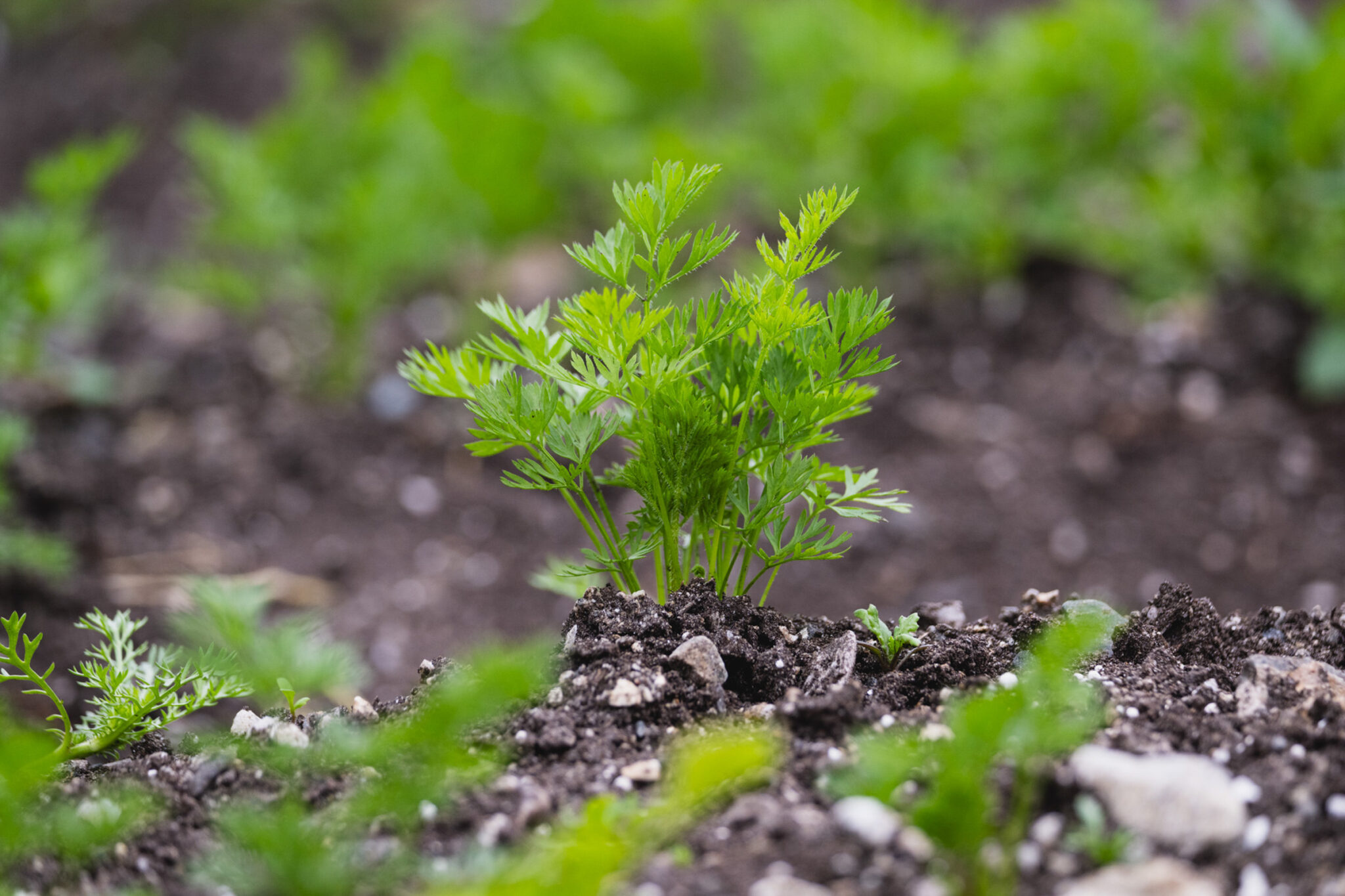 Carrots grown in the north are the sweetest © Marie Nystad Helgesen / Arctic Norway