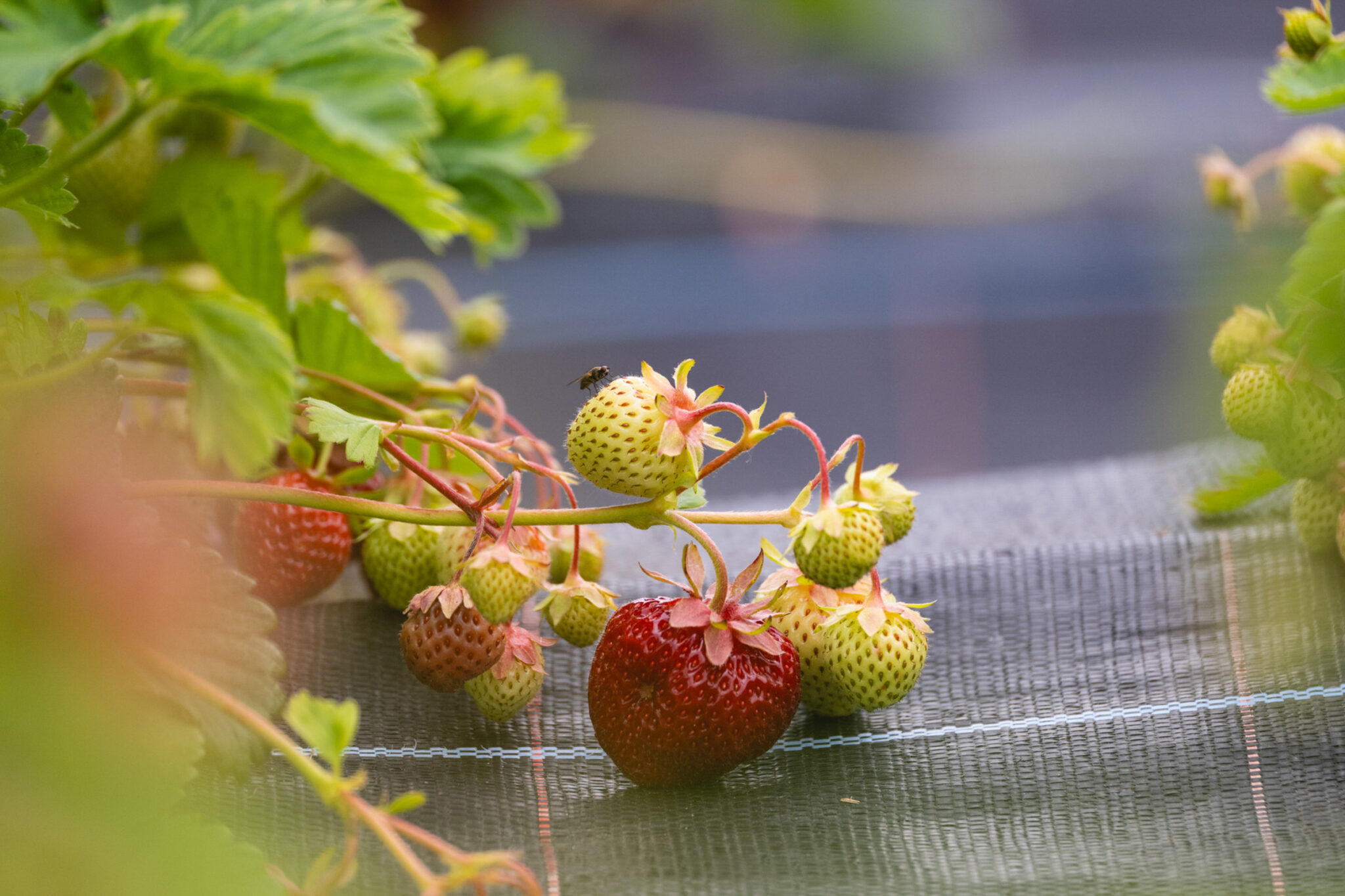 The strawberries grow in the ground, while plastic mulch keeps the berries clean © Marie Nystad Helgesen / Arctic Norway