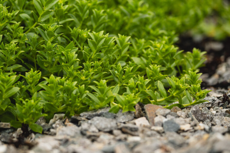 Sea sandwort tastes both sweet and salty © Marie Nystad Helgesen / Arctic Norway