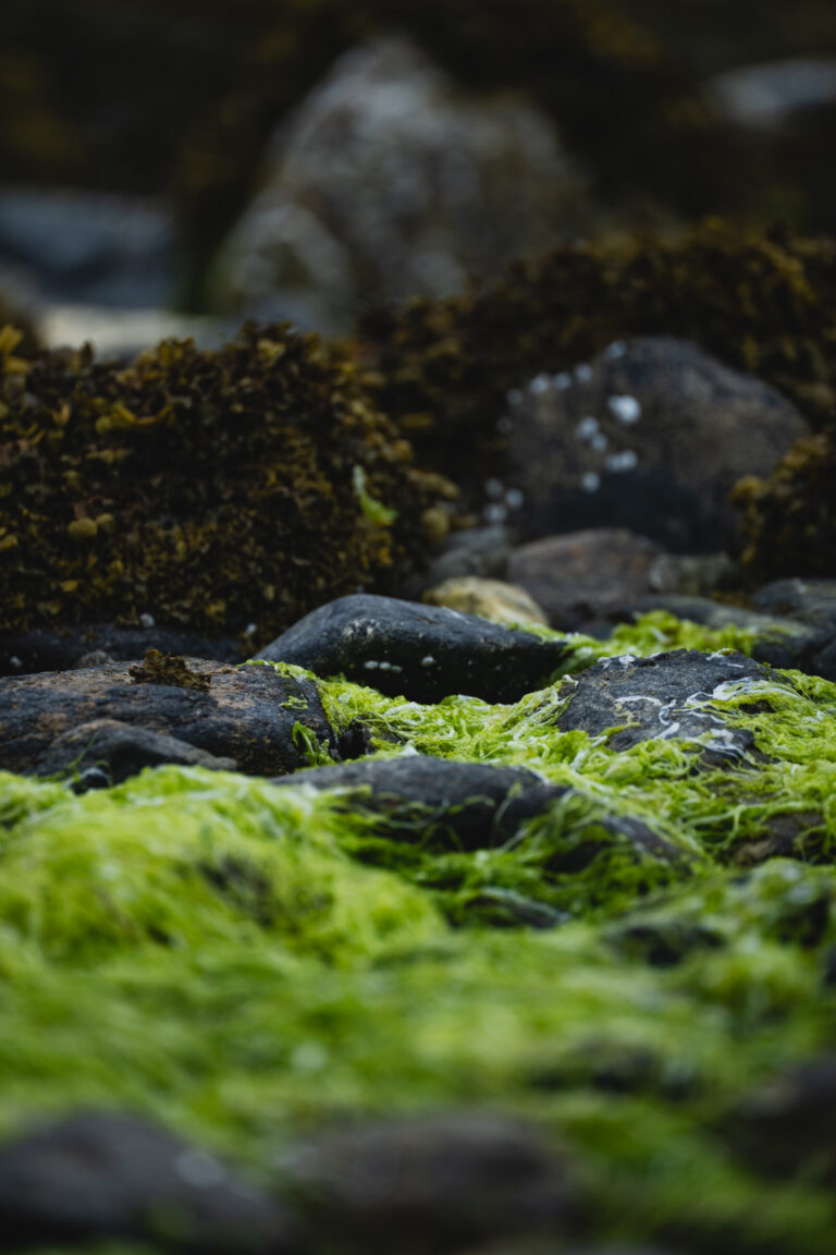 Drift seaweed lies on the shore as wind and weather wash out the salt, leaving the valuable nutrients behind © Marie Nystad Helgesen / Arctic Norway