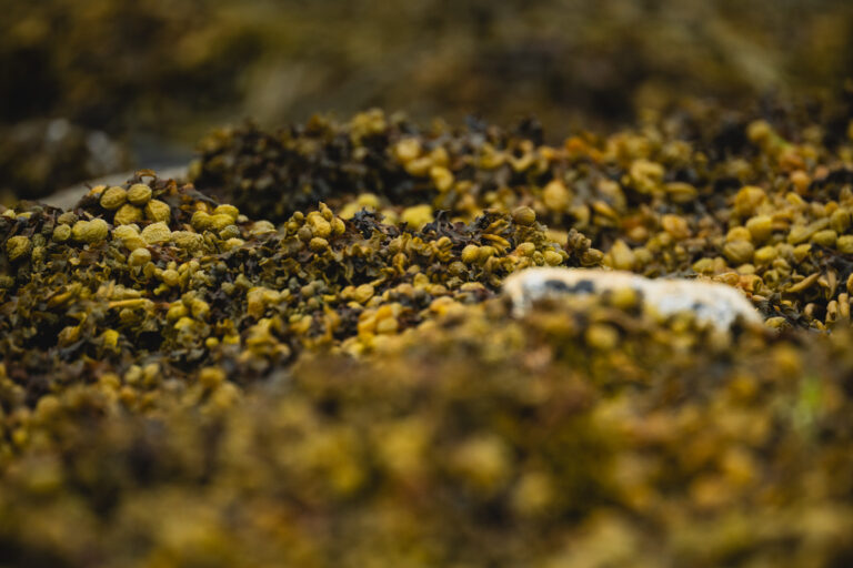 Drift seaweed has long been a valuable natural soil improver in Northern Norway © Marie Nystad Helgesen / Arctic Norway