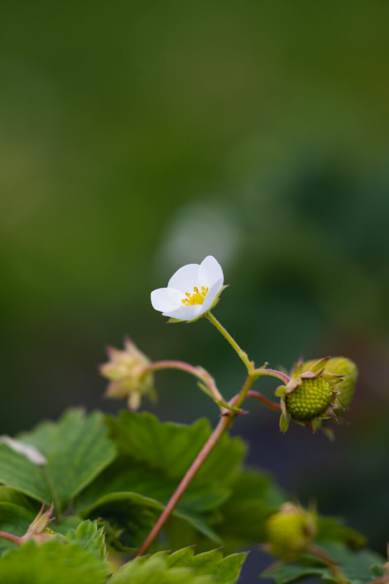 Zephyr or Polka? Nordvoll Farm grows two varieties of strawberry © Marie Nystad Helgesen / Arctic Norway