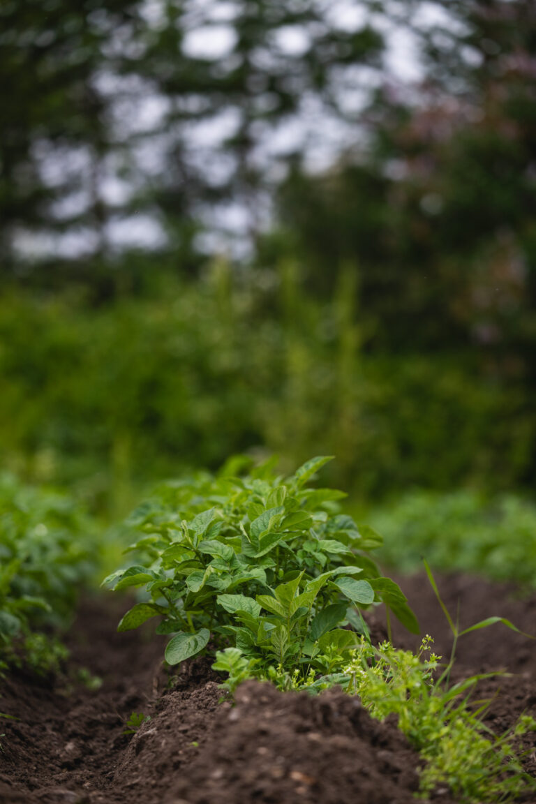 Close-up of a potato row © Marie Nystad Helgesen / Arctic Norway