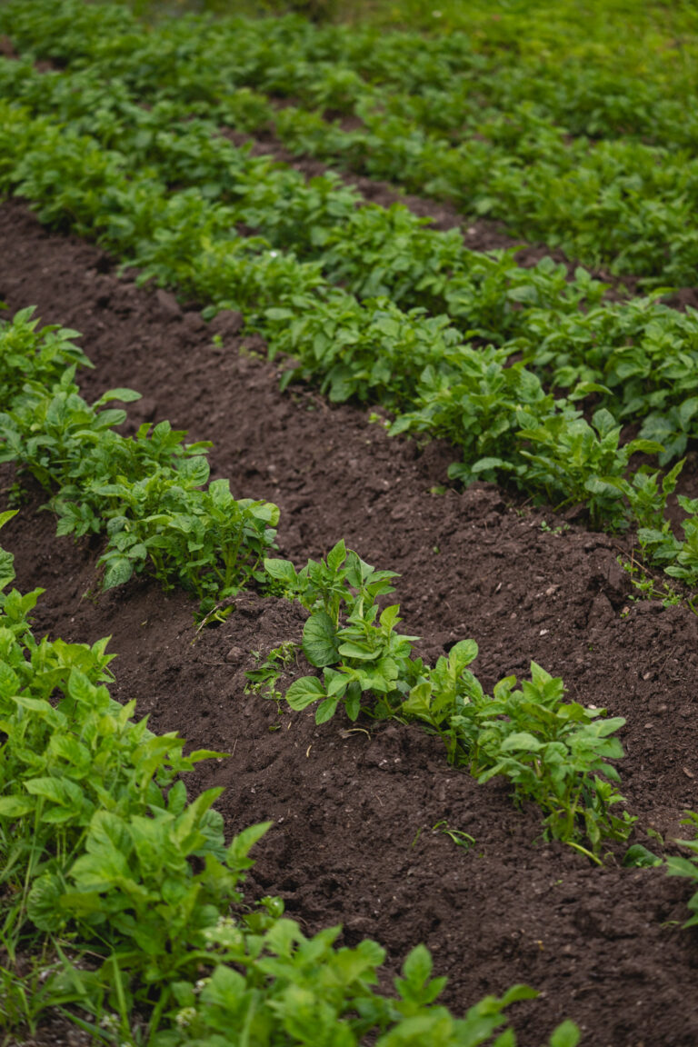 Potato plants grow vigorously, but the tubers only begin to bulk up when darkness returns in August © Marie Nystad Helgesen / Arctic Norway