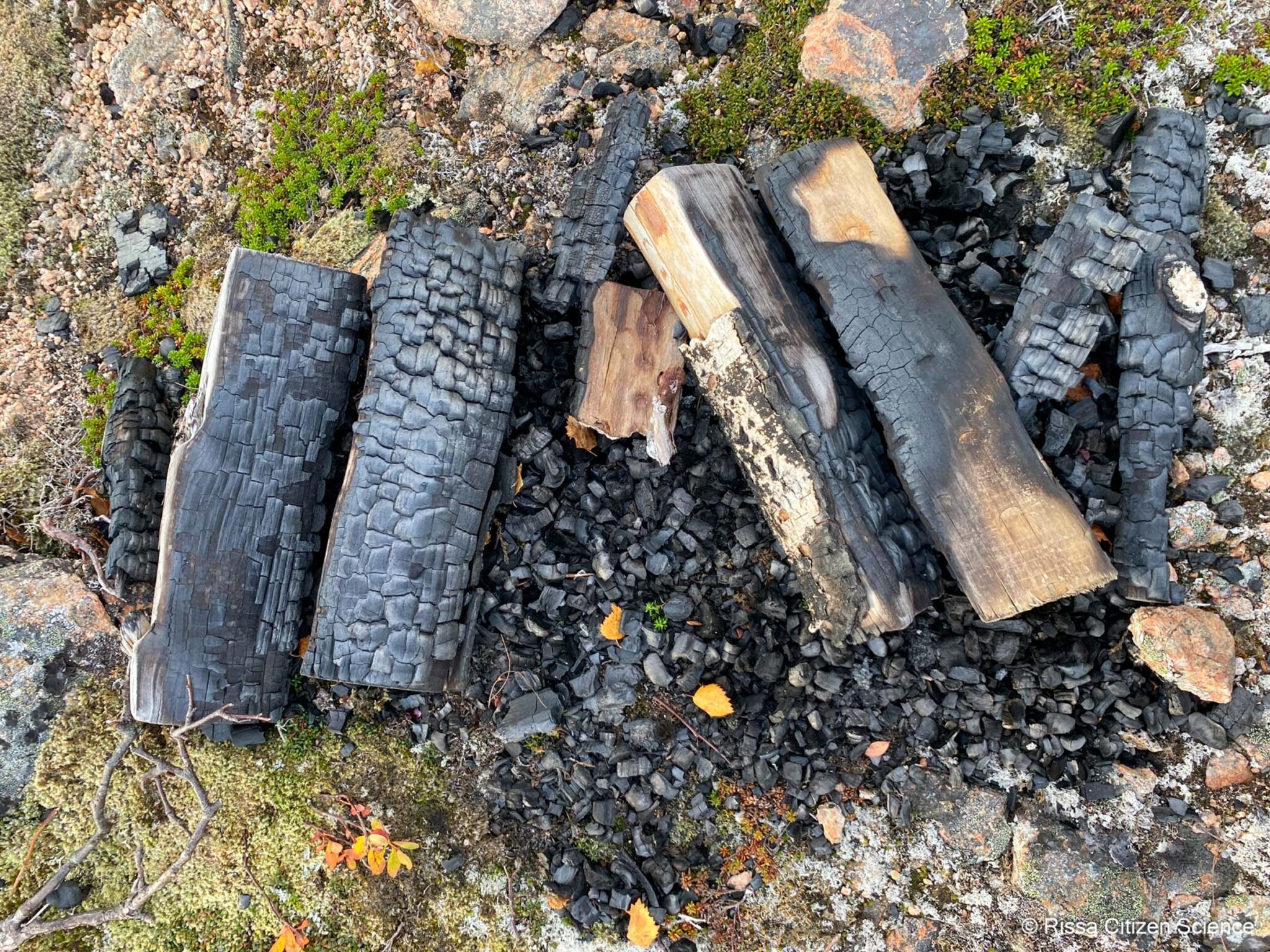 Black and charred, a campfire site can take many years to disappear © Rissa Citizen Science