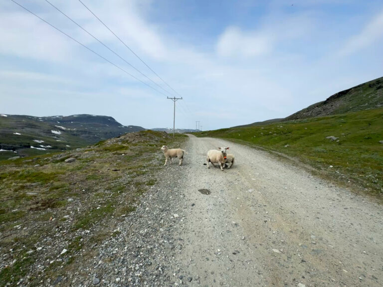 The road from Kåfjorddalen valley/Gáivuonvuovdi is rough and at times more challenging than the hiking trail. Driving is at your own risk – and watch out for the lambs! © Pauliina Toivanen