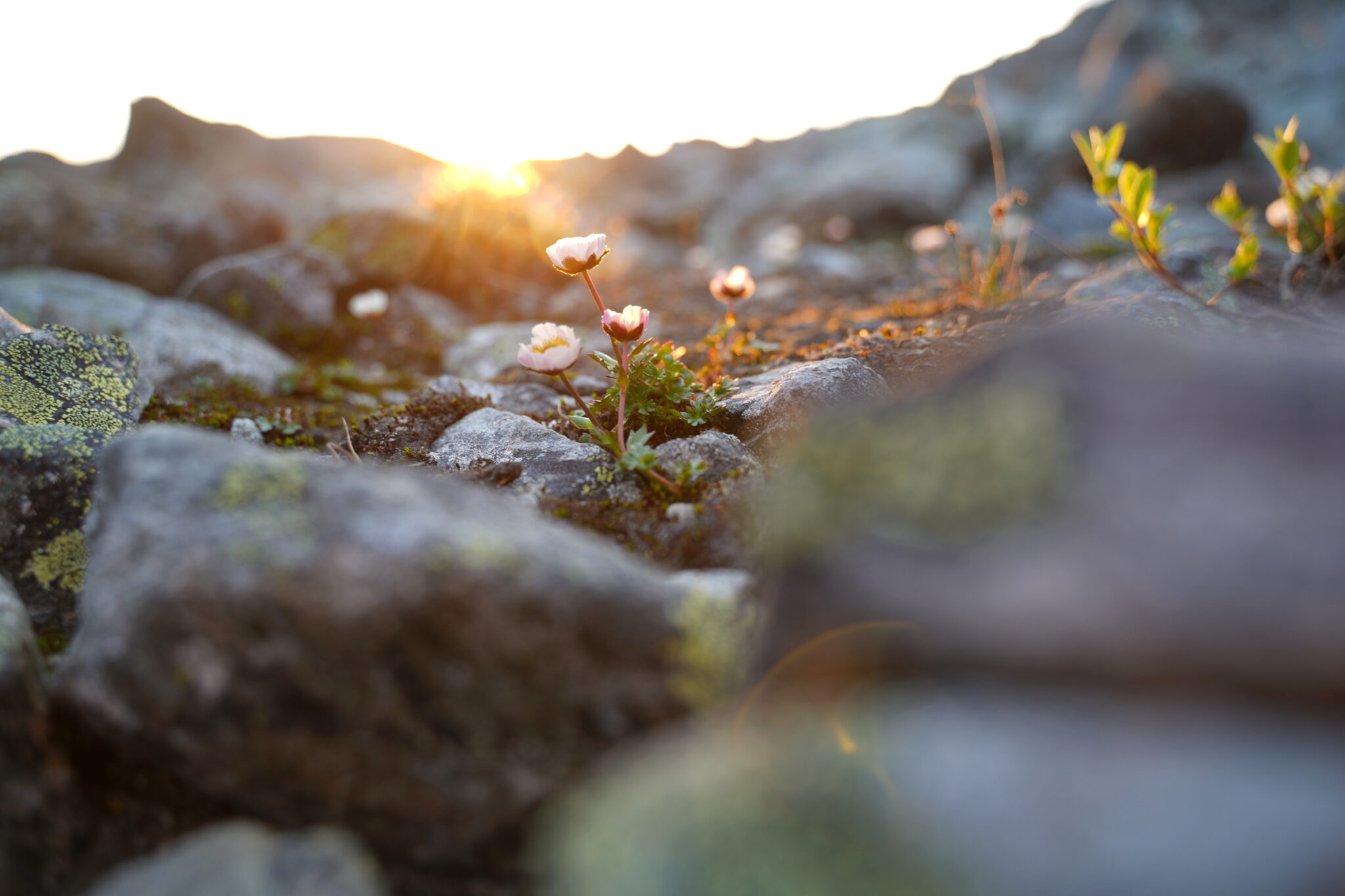 There is little vegetation in the uplands along the trail, except for these delicate flowers basking in the midnight sun. © Pauliina Toivanen