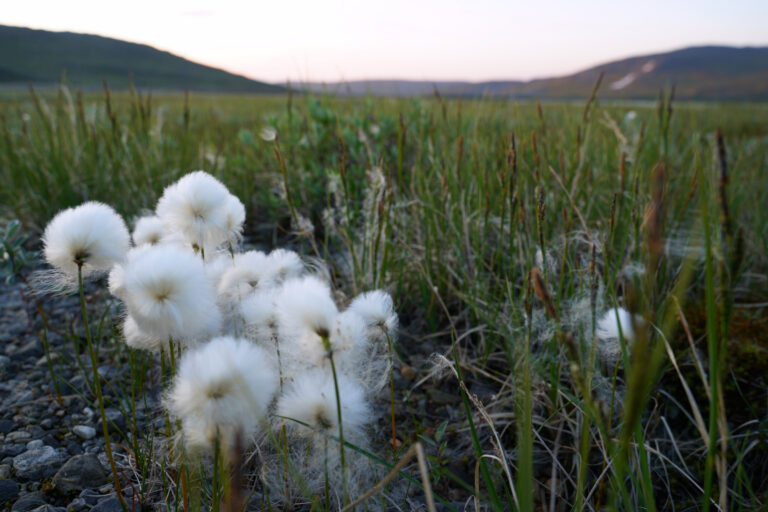 Cottongrass up close © Pauliina Toivanen