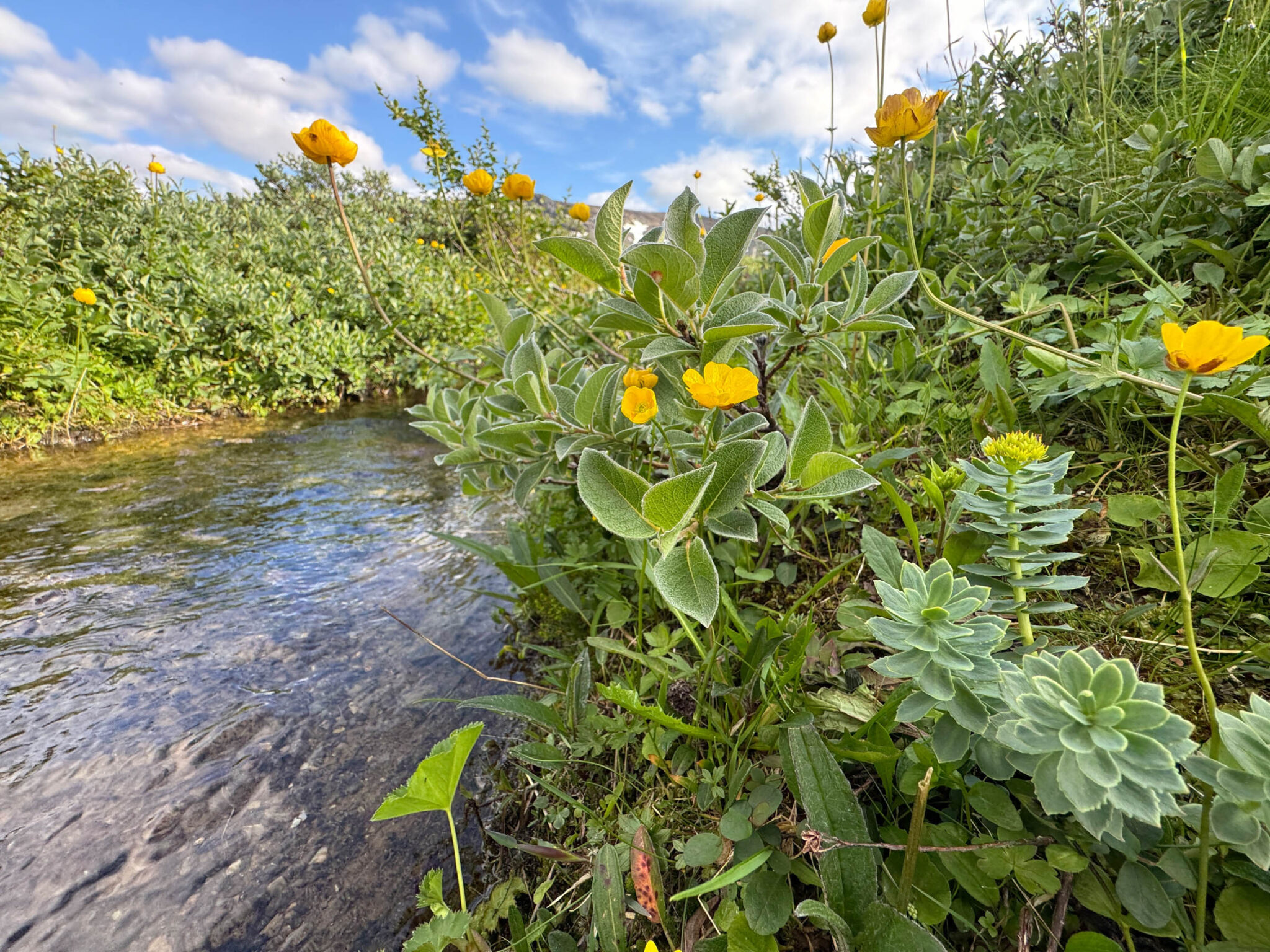 Wildflowers before the first climb: golden root and globe-flowers. Legend has it that Vikings used golden root, the "ginseng of the North", to gain strength and recover from exertion. Naturally, I ate some leaves in the beginning and in the end of my trip © Pauliina Toivanen