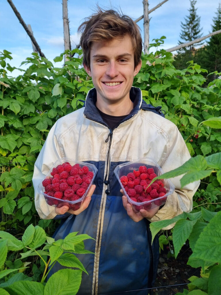 As summer gives way to autumn, the raspberries at Nordvoll Organic Farm are ripe © Roger Lockertsen / Nordvoll økologiske gard