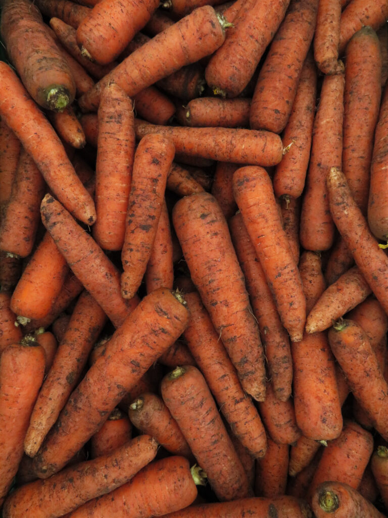 Carrots freshly lifted from the soil © Roger Lockertsen / Nordvoll økologiske gard