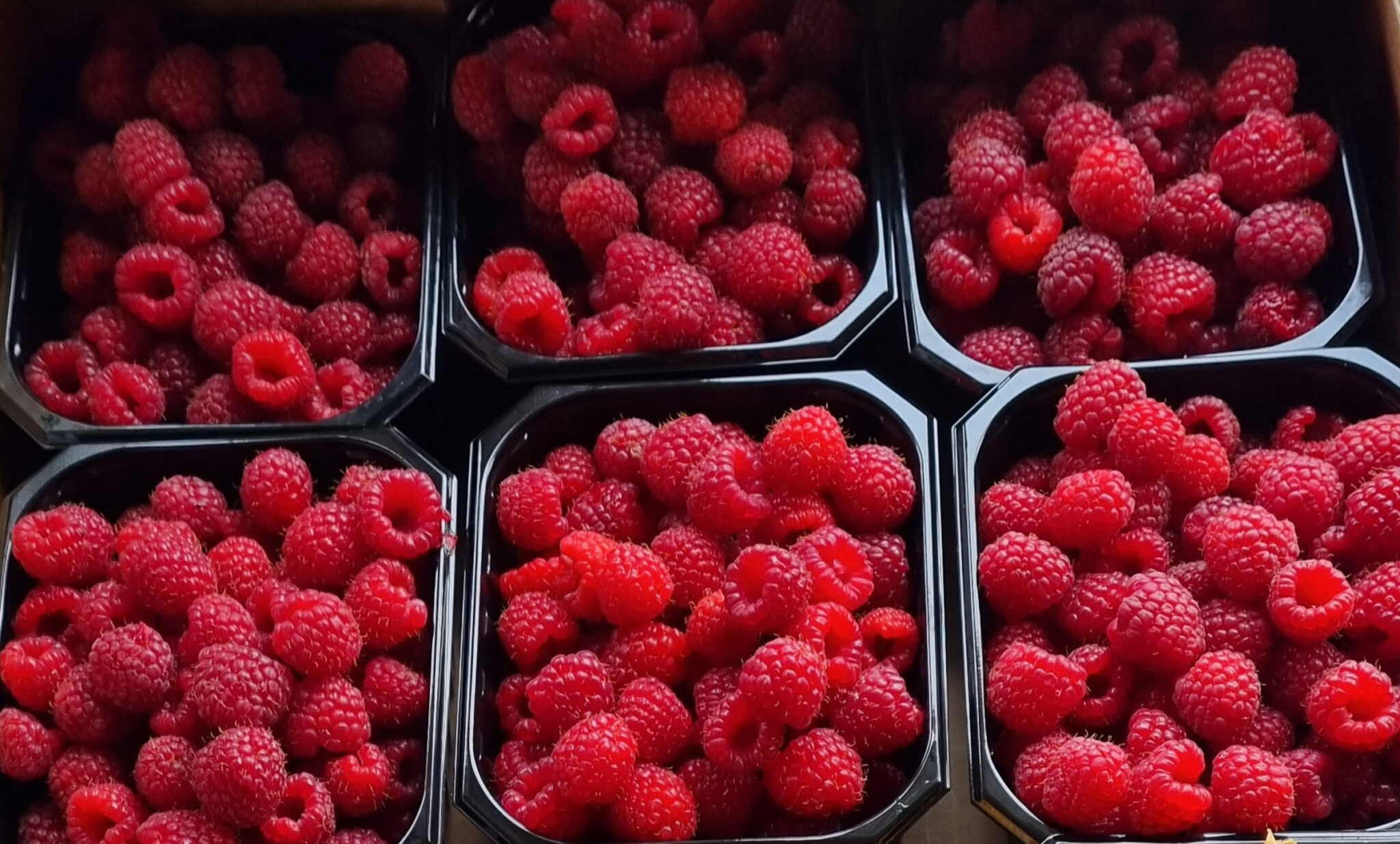 Just when you thought raspberry season was over, they're ripe at Nordvoll © Roger Lockertsen / Nordvoll økologiske gard