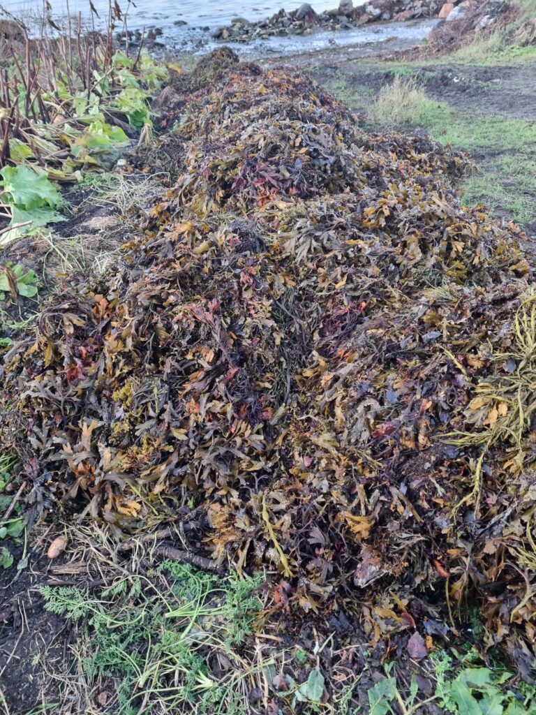 The compost heap at Nordvoll has been topped with nutrient-rich seaweed – a traditional way of improving the soil in Northern Norway © Roger Lockertsen / Nordvoll økologiske gard