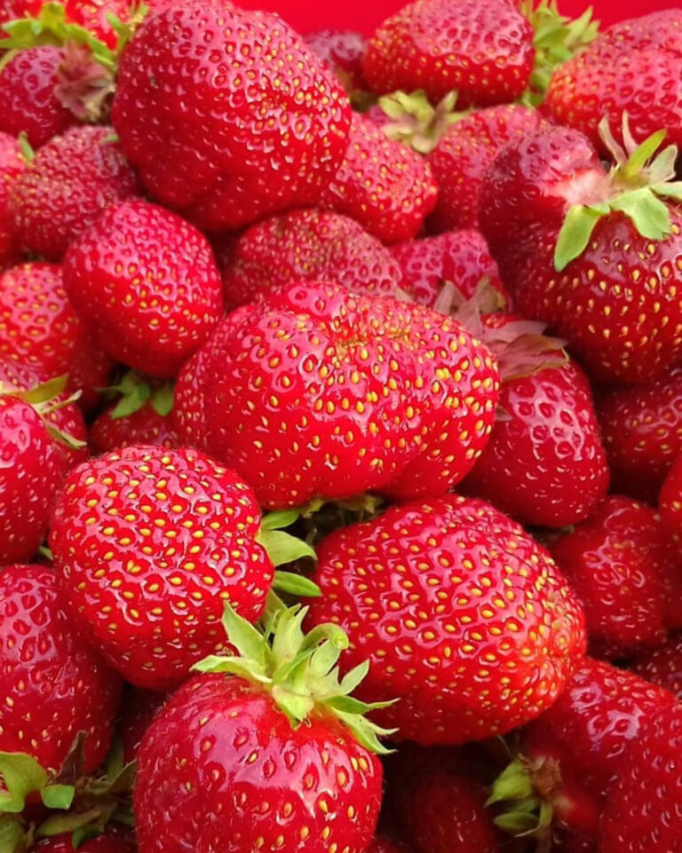 Plenty of delicious, ripe strawberries in late summer © Roger Lockertsen / Nordvoll økologiske gard