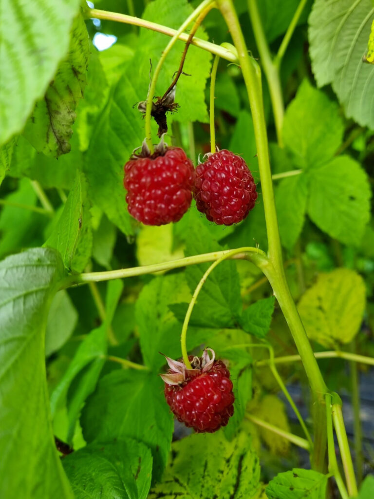 Small, sweet raspberries © Roger Lockertsen / Nordvoll økologiske gard (